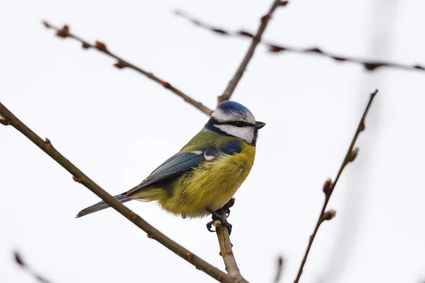 Blaumeise, Venusbecken, Shropshire — Stockfoto