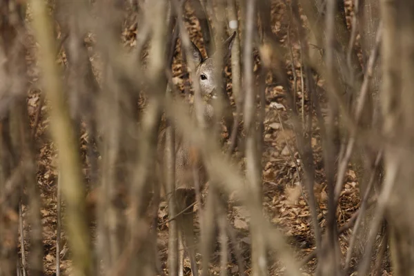 Jeleń, który ukrywa się w lesie — Zdjęcie stockowe