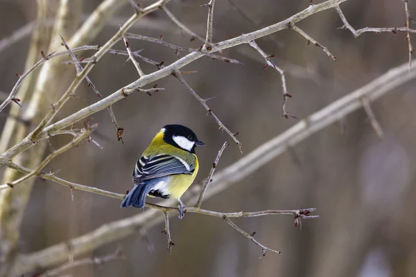 Kohlmeise (parus major) hockt auf einem Zweig — Stockfoto