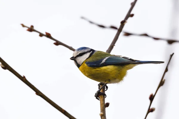 Blaumeise, Venusbecken, Shropshire — Stockfoto