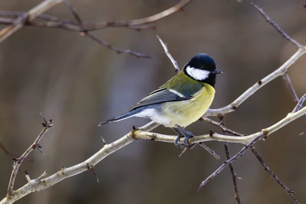Great tit (Parus major) perched on a twig — Stock Photo, Image