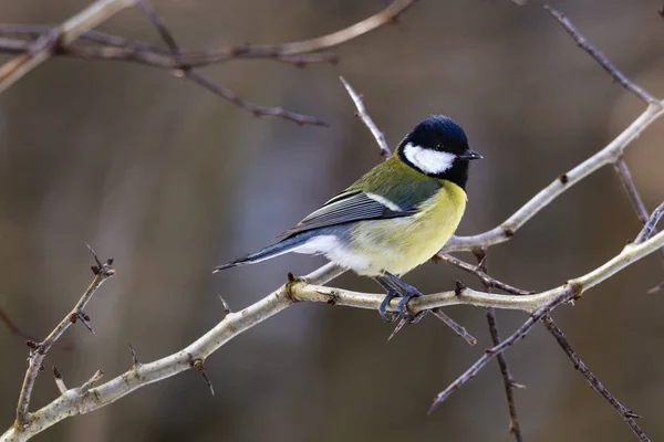 Gran teta (Parus major) posada en una ramita — Foto de Stock