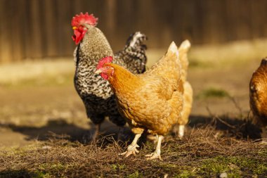 horoz ve tavuk çiftliğinde ülkenin