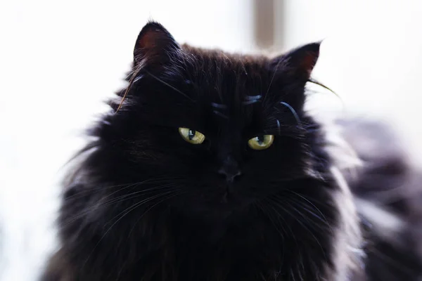 Nahaufnahme mit einer schwarzen Katze, die auf einem Heizkörper am Fenster steht — Stockfoto