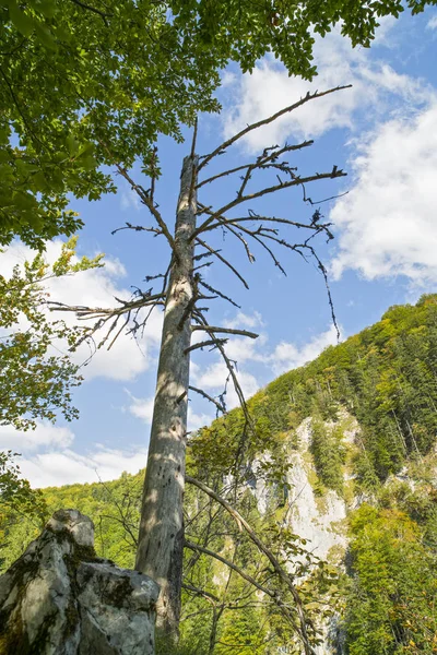 Árbol seco en un pico de montaña — Foto de Stock