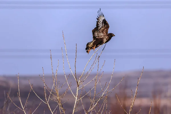 Big bird, eagle in natural environment — Stock Photo, Image