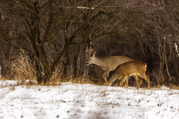 Veados na borda da floresta no inverno — Fotografia de Stock