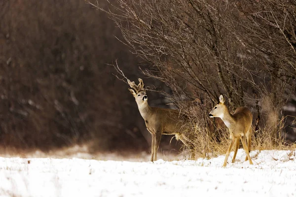 Cerfs à la lisière de la forêt en hiver — Photo