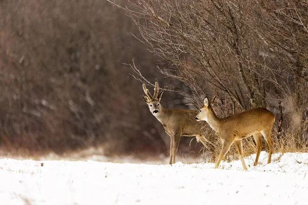 Cerfs à la lisière de la forêt en hiver — Photo