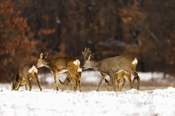 deers at the edge of the forest in winter