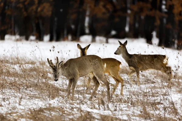 Deers at the edge of the forest in winter — Stock Photo, Image