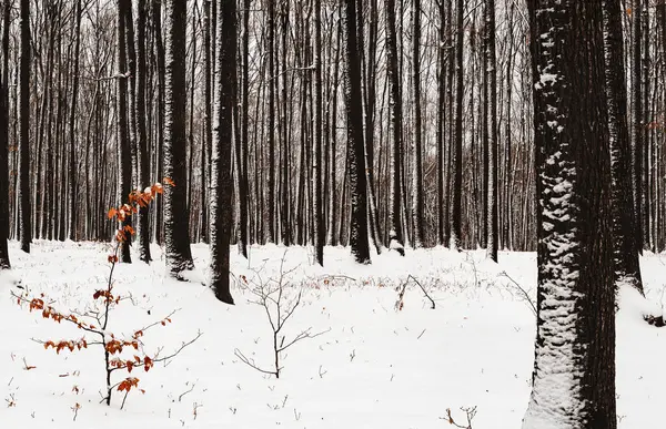 Bosque caducifolio en el parque durante el invierno — Foto de Stock