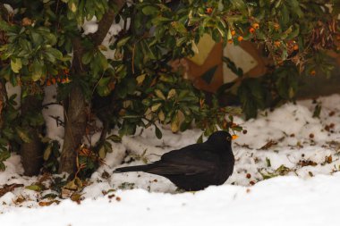 Blackbird karda yiyecek arayan