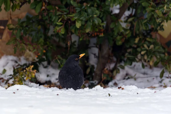 Blackbird na śniegu, poszukuje pożywienia — Zdjęcie stockowe