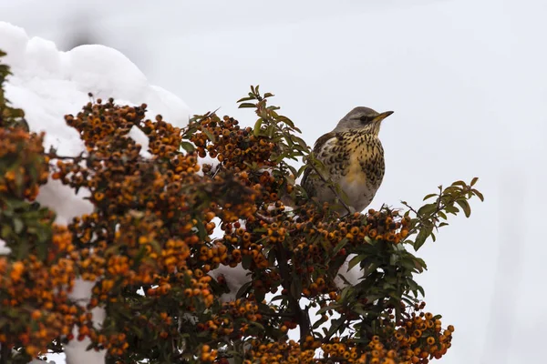 Tordo de inverno fica em um arbusto no jardim — Fotografia de Stock