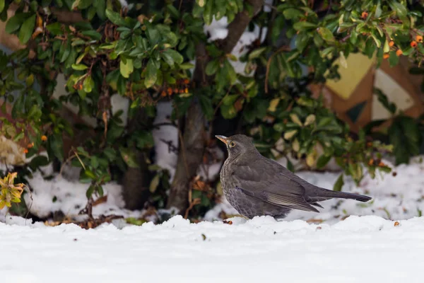 Melro na neve à procura de comida — Fotografia de Stock