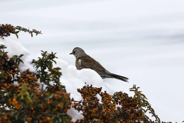 Tordo de inverno fica em um arbusto no jardim — Fotografia de Stock