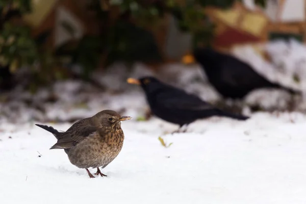 Melro na neve à procura de comida — Fotografia de Stock