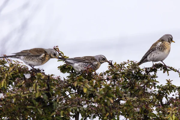 Winterdrossel steht auf einem Busch im Garten — Stockfoto