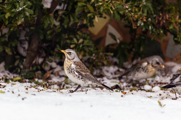 Grive de la chanson européenne profondément dans la neige hivernale — Photo