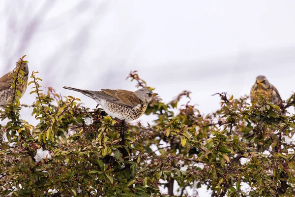 Grive d'hiver se tient sur un buisson dans le jardin — Photo