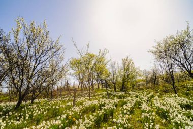 Nergis bir tepe üzerinde ağaçlar arasında Bahar yatay