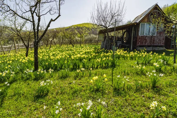 Wiosnę krajobraz z Żonkilami wśród drzew na wzgórzu — Zdjęcie stockowe