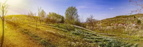 Spring landscape with daffodils among trees on a hill — Stock Photo, Image