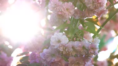 Rüzgar Japon kiraz çiçekleri arasında parlayan güneş ışınları