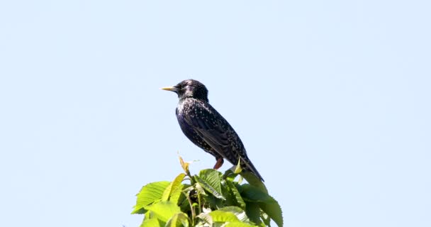 Sturnus Vulgaris Třešňový Větev — Stock video