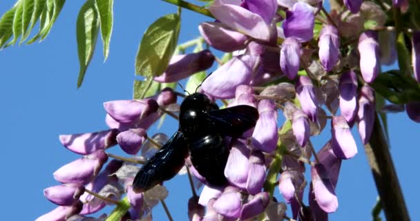 등나무 Floribunda에서 꽃가루를 Xylocopa Violacea — 비디오