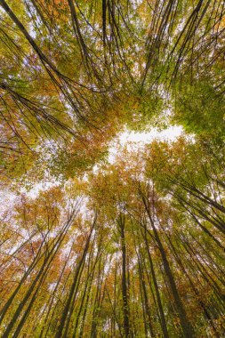 Sonbaharda bir kayın ağacı ormanına bakıyorum. Düşük açılı çekim.