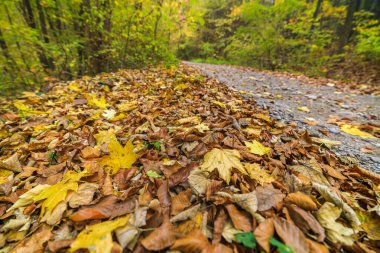 Sonbahar orman manzarası sonbahar yaprakları ve sıcak ışık illu