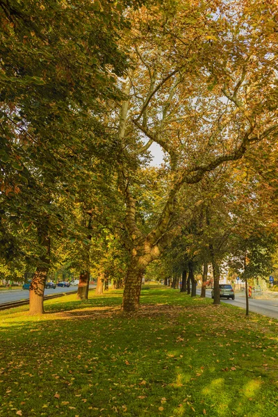 Podzimní park krajina - rozmazané parkové stromy a spadlý suchý podzim — Stock fotografie