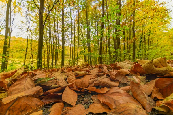 Podzimní Lesní Scenérie Silnicí Podzimního Listí Teplé Světlo Illu — Stock fotografie