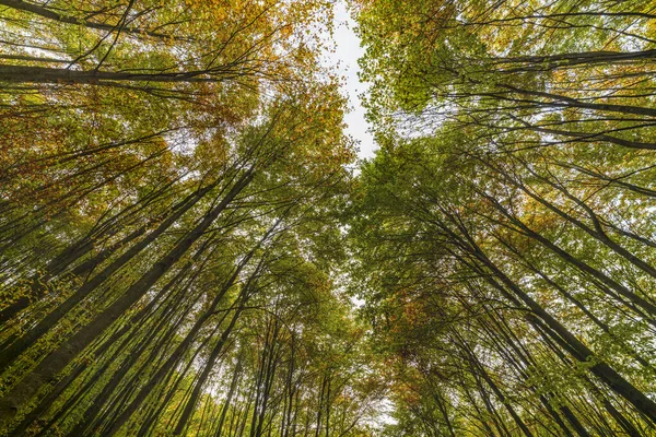Na podzim se dívá do bukového lesa. Snímek pod úhel. — Stock fotografie