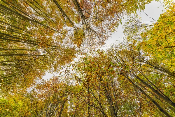 Na podzim se dívá do bukového lesa. Snímek pod úhel. — Stock fotografie