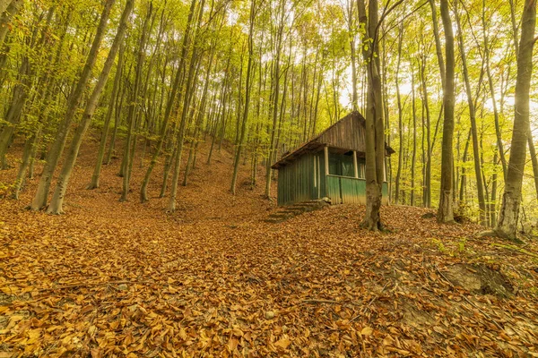 Старая деревянная хижина в осеннем лесу, усыпанная листьями — стоковое фото
