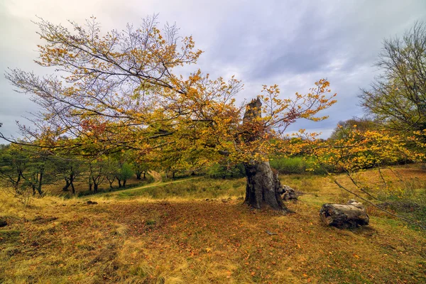 Прекрасний осінній пейзаж у листопаді . — стокове фото