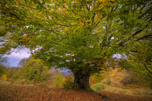 Wunderschöne Herbstlandschaft an einem Novembertag. — Stockfoto