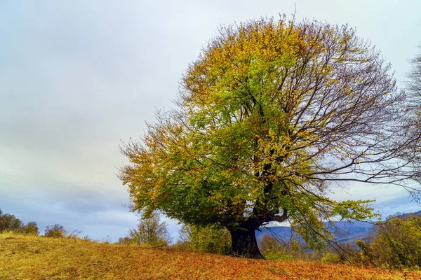 Beau paysage d'automne un jour de novembre . — Photo