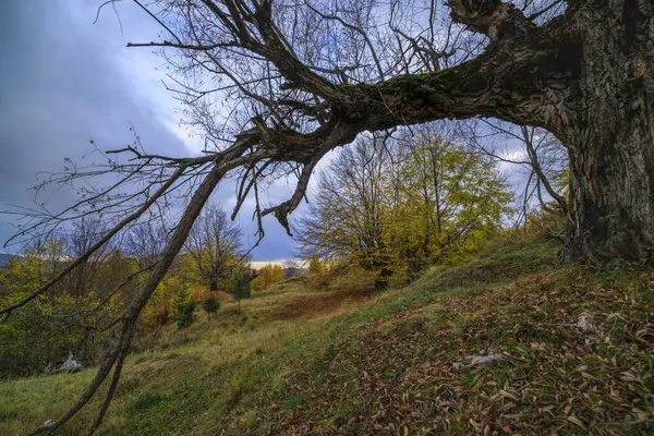 Beau paysage d'automne un jour de novembre . — Photo