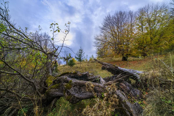 Beau paysage d'automne un jour de novembre . — Photo