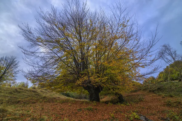 Vackra höstlandskap på en novemberdag. — Stockfoto