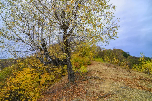 Beau paysage d'automne un jour de novembre . — Photo