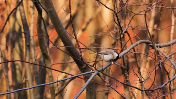 Parus Major 在树枝上吃玉米豆 — 图库视频影像