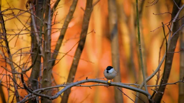 Parus Major 在树枝上吃玉米豆 — 图库视频影像