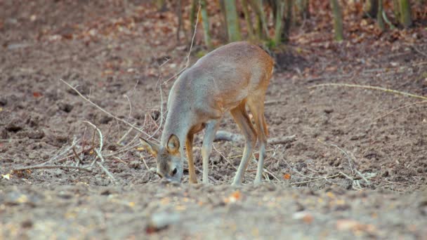 森の餌場の近くの自然環境の鹿 — ストック動画