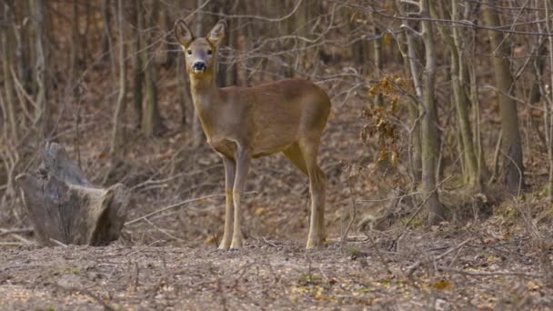 Cervo Nell Ambiente Naturale Vicino Una Foresta Che Nutre — Video Stock