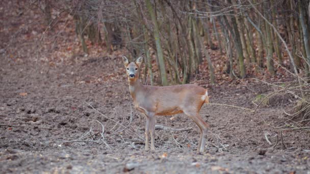 Rehe Der Natürlichen Umgebung Der Nähe Einer Waldfütterung — Stockvideo